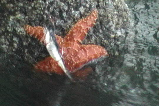 Jimmy-starfish
